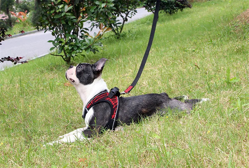 Reflective No-Pull Dog Harness for Small & Medium Dogs — Padded Breathable Vest