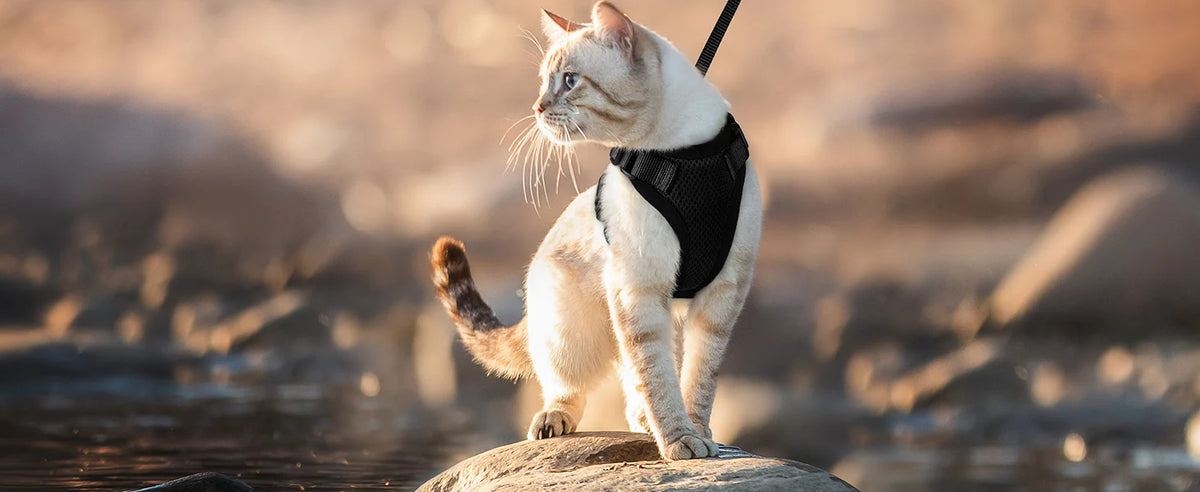 Arnés y Correa para Gatos — Suave, Ajustable y Escape-Proof