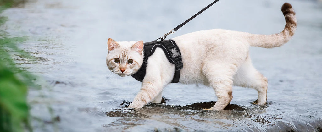 Arnés y Correa para Gatos — Suave, Ajustable y Escape-Proof