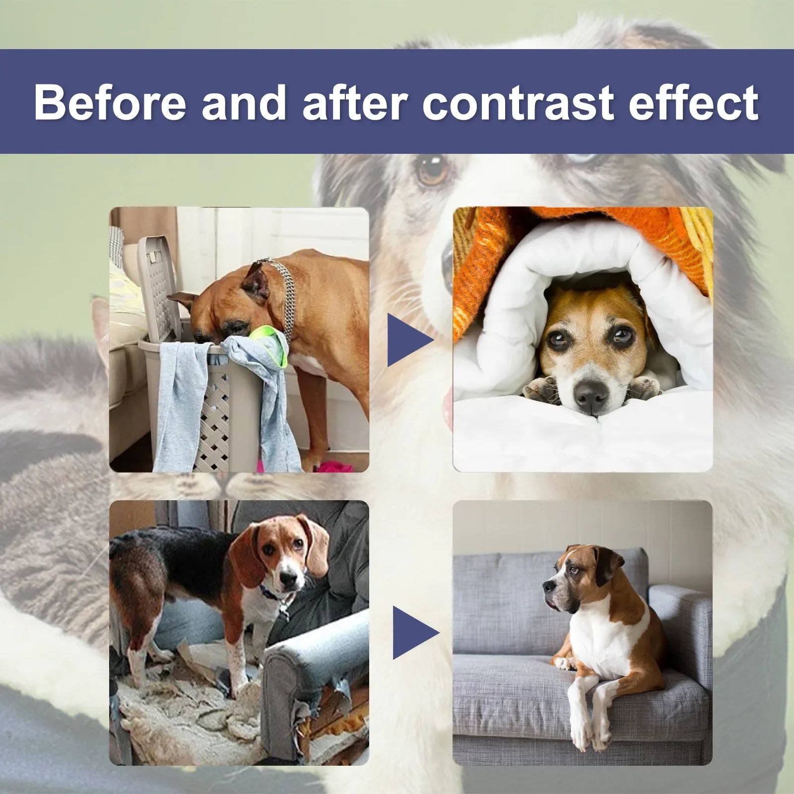 Bitter Spray for Dogs & Cats – Anti-Chew & Scratch Deterrent, 50ml