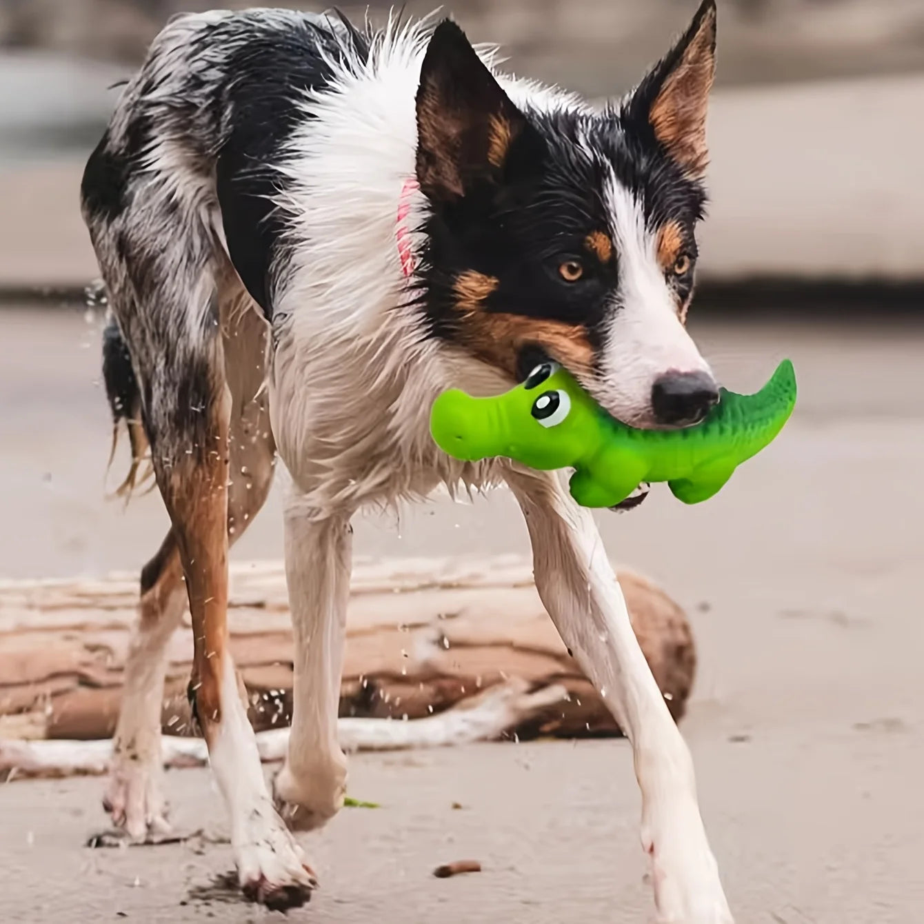 Crocodile Squeaky Dog Chew Toy – Durable Latex for Aggressive Chewers – All Breeds