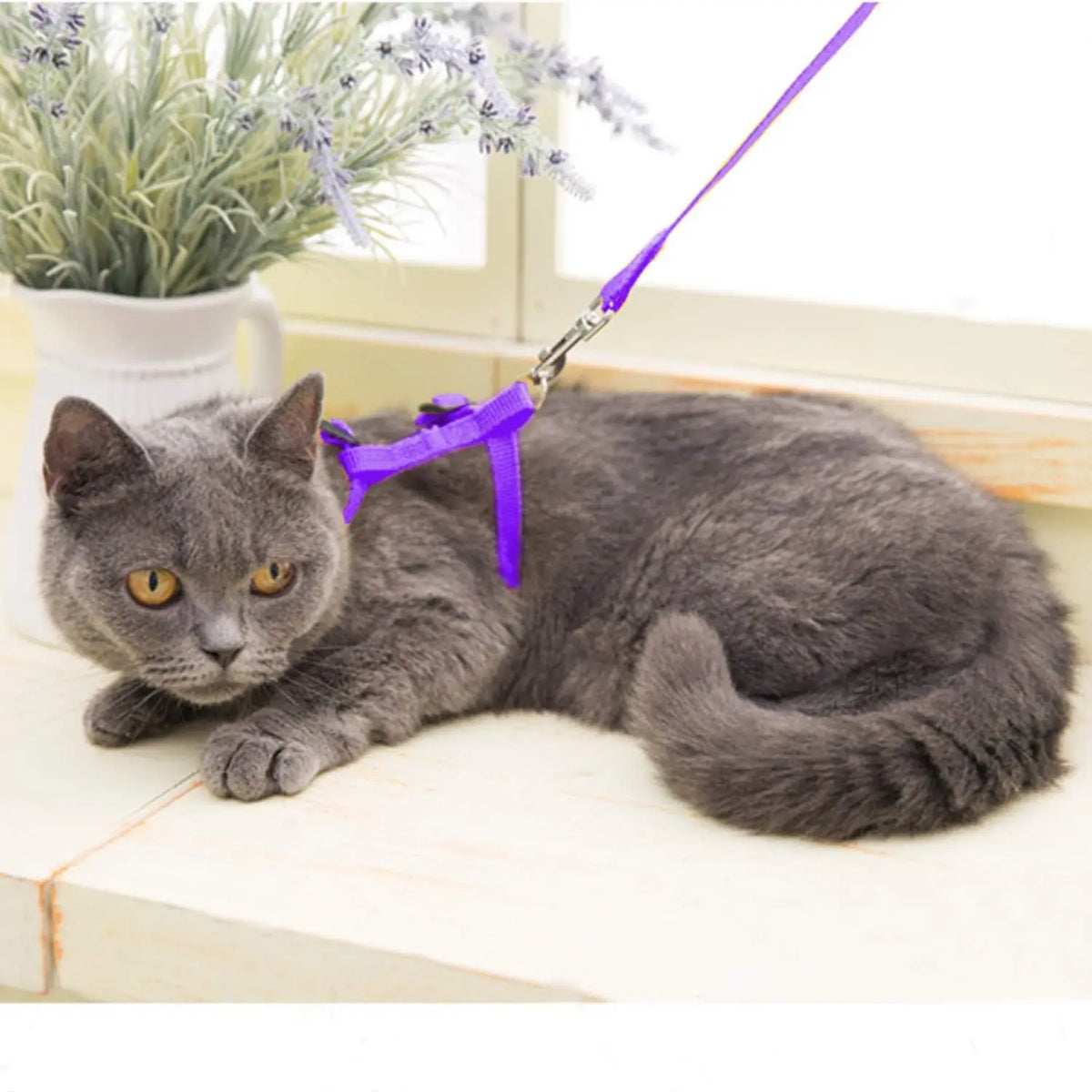 Kitten & Cat Harness and Leash Set — Escape-Proof, Adjustable with Bell