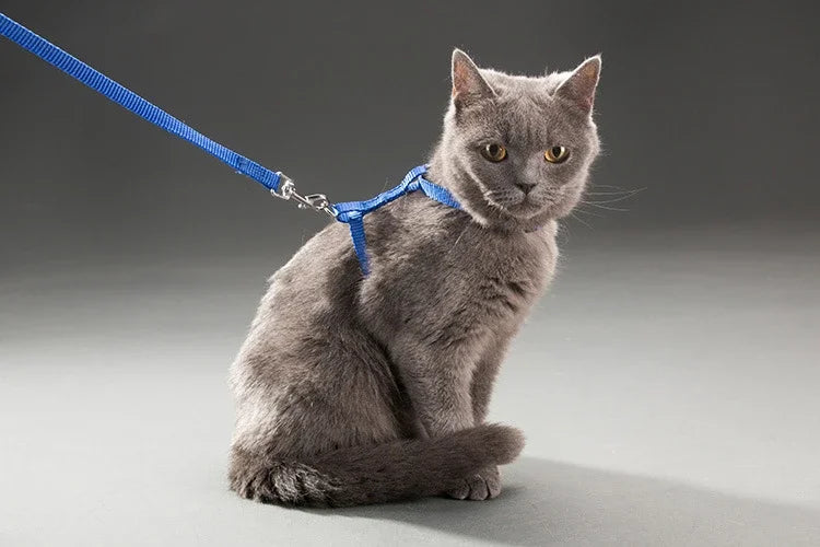Kitten & Cat Harness and Leash Set — Escape-Proof, Adjustable with Bell
